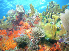 colorfull reef scene