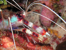 Key Largo Coral Shrimp