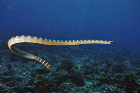 Sea Snake from the Indo Pacific region