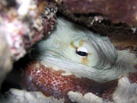 Octopus in Key Largo
