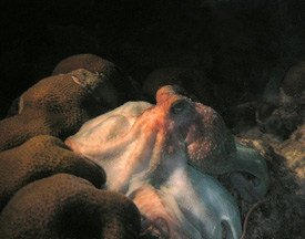 night dive octopuss