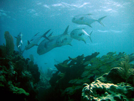 Permit over the Reef by Lynn M