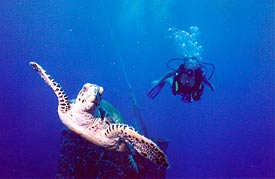 Mermaid and Sea Turtle