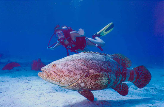 Dina with Goliath Grouper in the Florida Keys