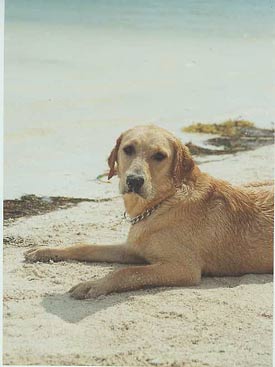 Maggie at the Beach