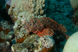 Stonefish by Greg S
