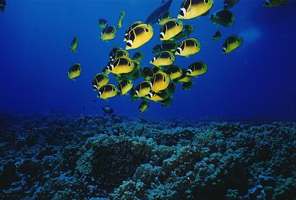 Raccoon Butterfly Fish in Key Largo, FL