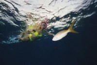 Snorkeling in Key Largo