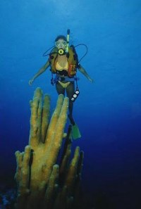 Coral and Diver