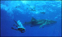 whale shark in Hawaii