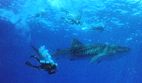 Diving in Key Largo
