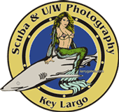 scuba instruction underwater 

photography lessons courses class key largo florida keys