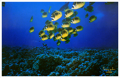 Raccoon Butterfly Fish Photo.  Key Largo, Florida.