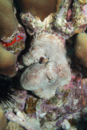 Octopus photographed in Bonaire in 2010